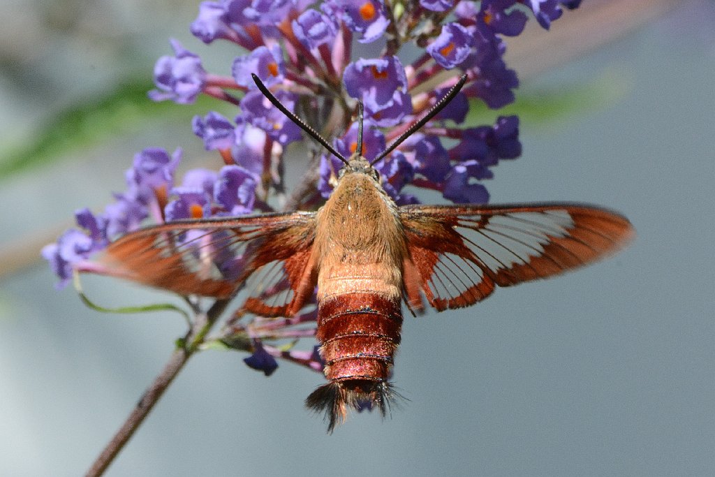 032 2013-08115700 Broad Meadow Brook, MA.JPG - Hummingbird Clearwing Moth (Hemaris thysbe). Broad Meadow Brook Wildlife Sanctuary, MA, 8-11-2013